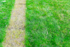 Uneven lawn stripes due to improper DIY fertilizer application in Red Deer
