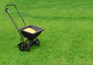 Applying granular lawn fertilizer with a spreader in Calgary backyard