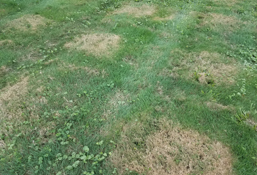 Bare patches in lawn showing signs of summer drought and thinning