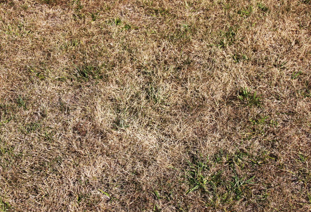 Brown and yellow patches on grass caused by heat stress