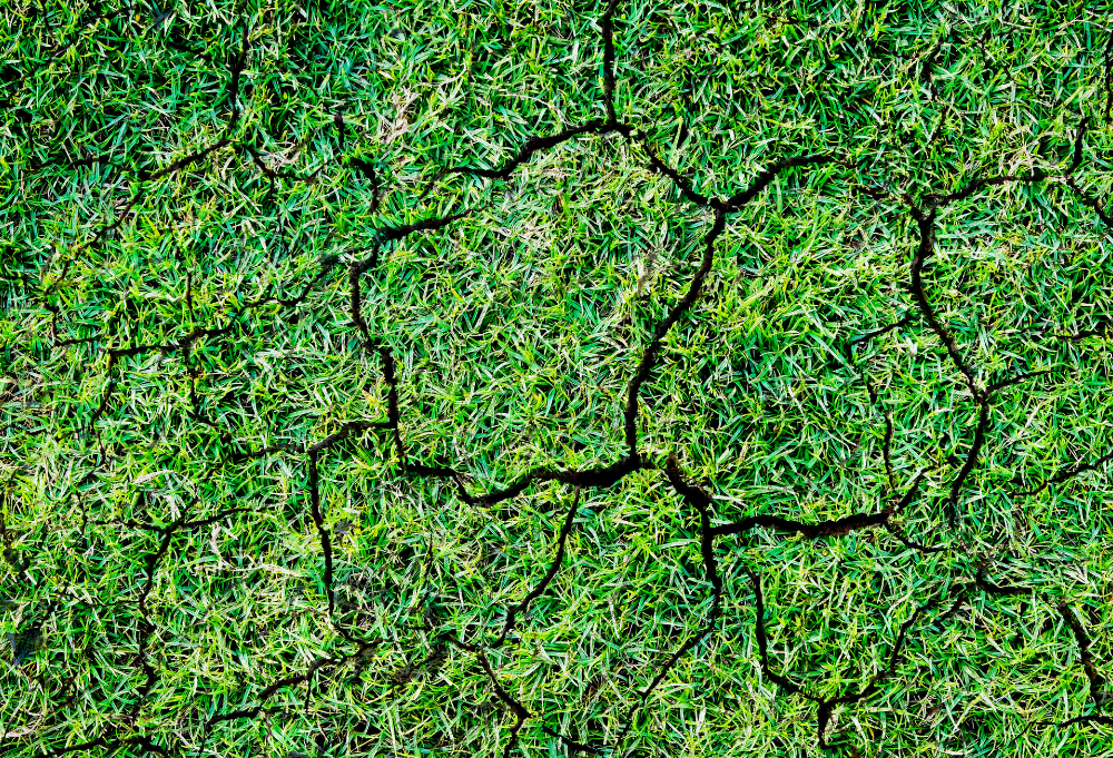 cracked dry lawn