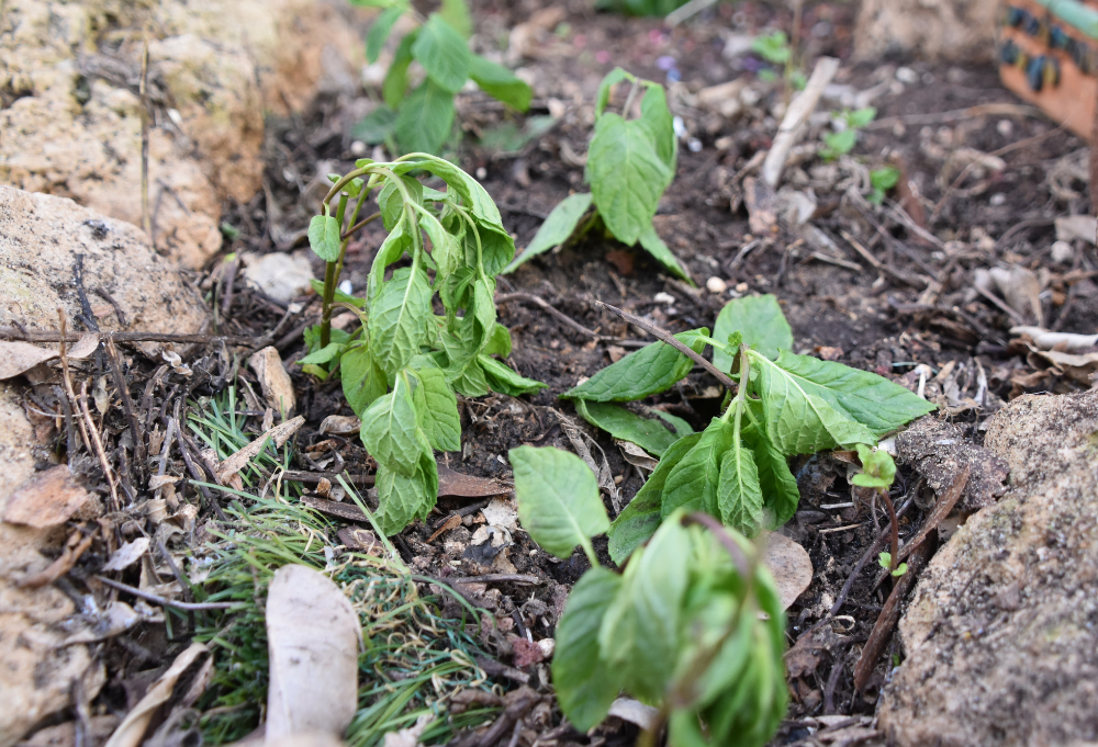 Weeds wilting after being sprayed