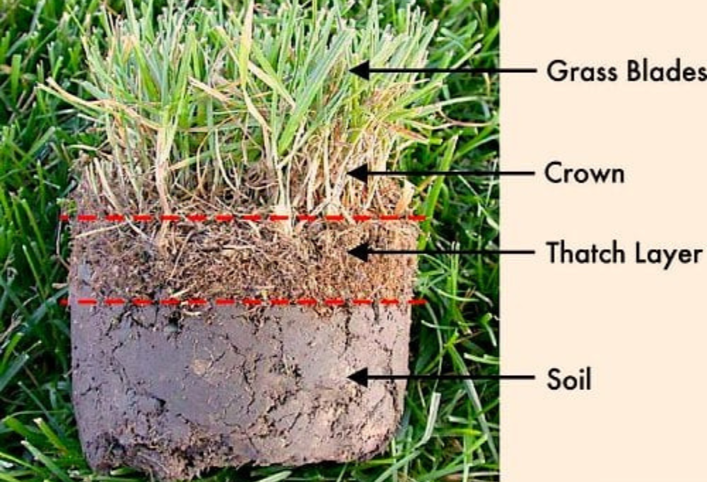 Close-up of thick thatch layer in an Alberta lawn