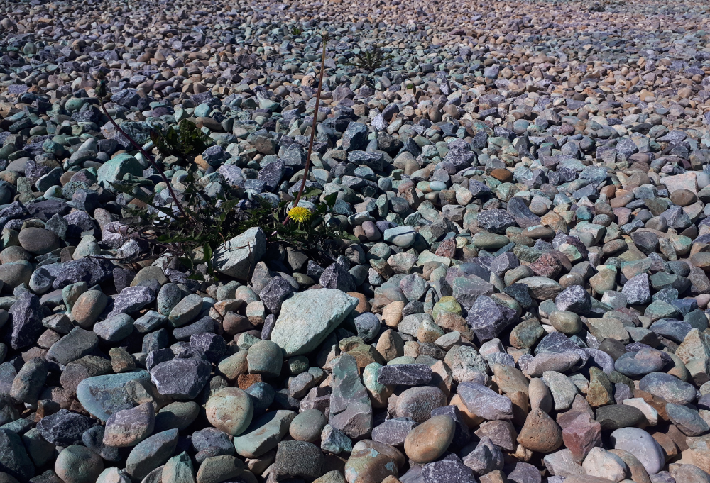 Gravel pad with weeds poking through