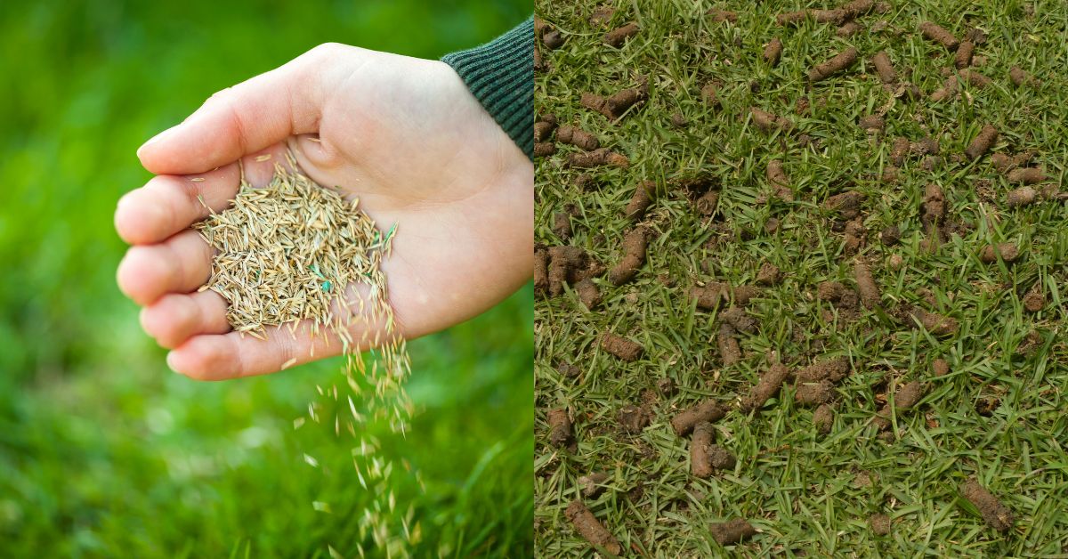 Lawn aerator machine creating small soil plugs to prepare turf for overseeding