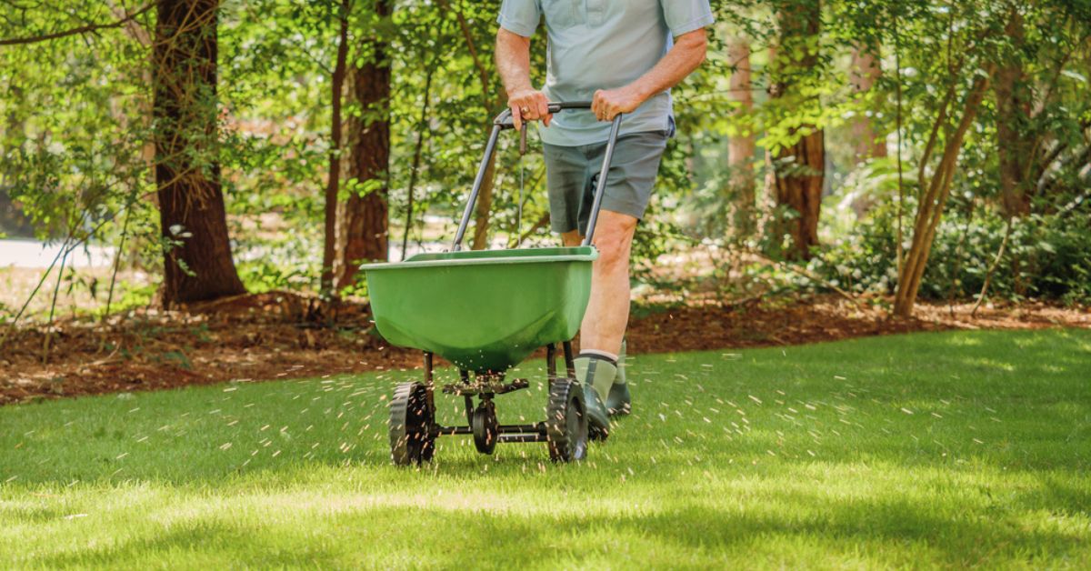 Applying granular fertilizer to a green lawn in late summer to promote healthy root growth