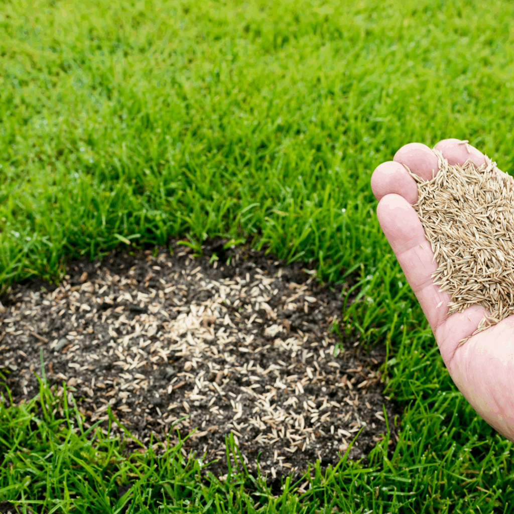 Spreading grass seed on patchy lawn areas during fall overseeding