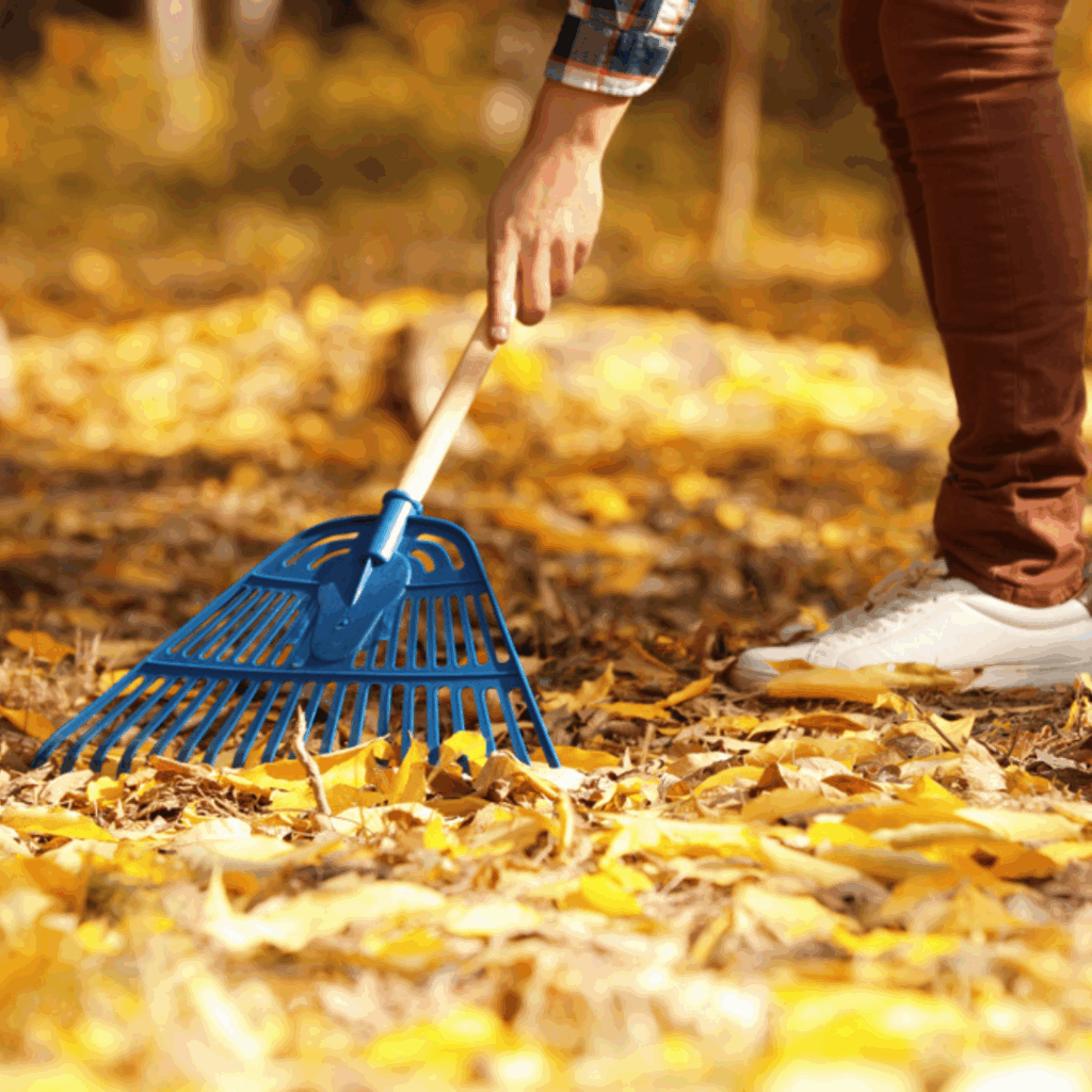 Raking fall leaves off a lawn in residential yard