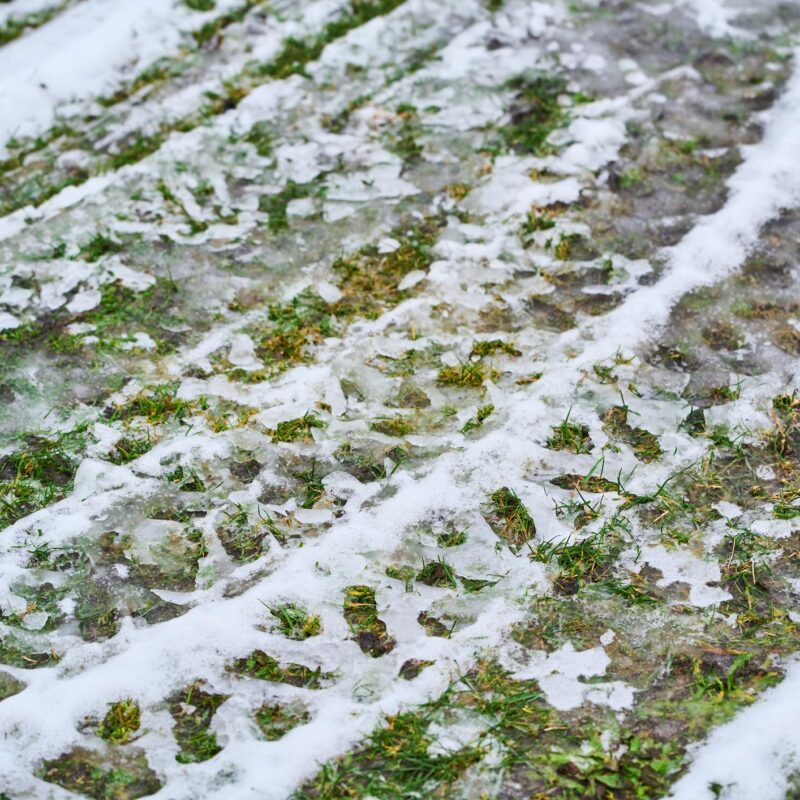 Freeze–thaw cycles affecting an Alberta lawn during a mild winter