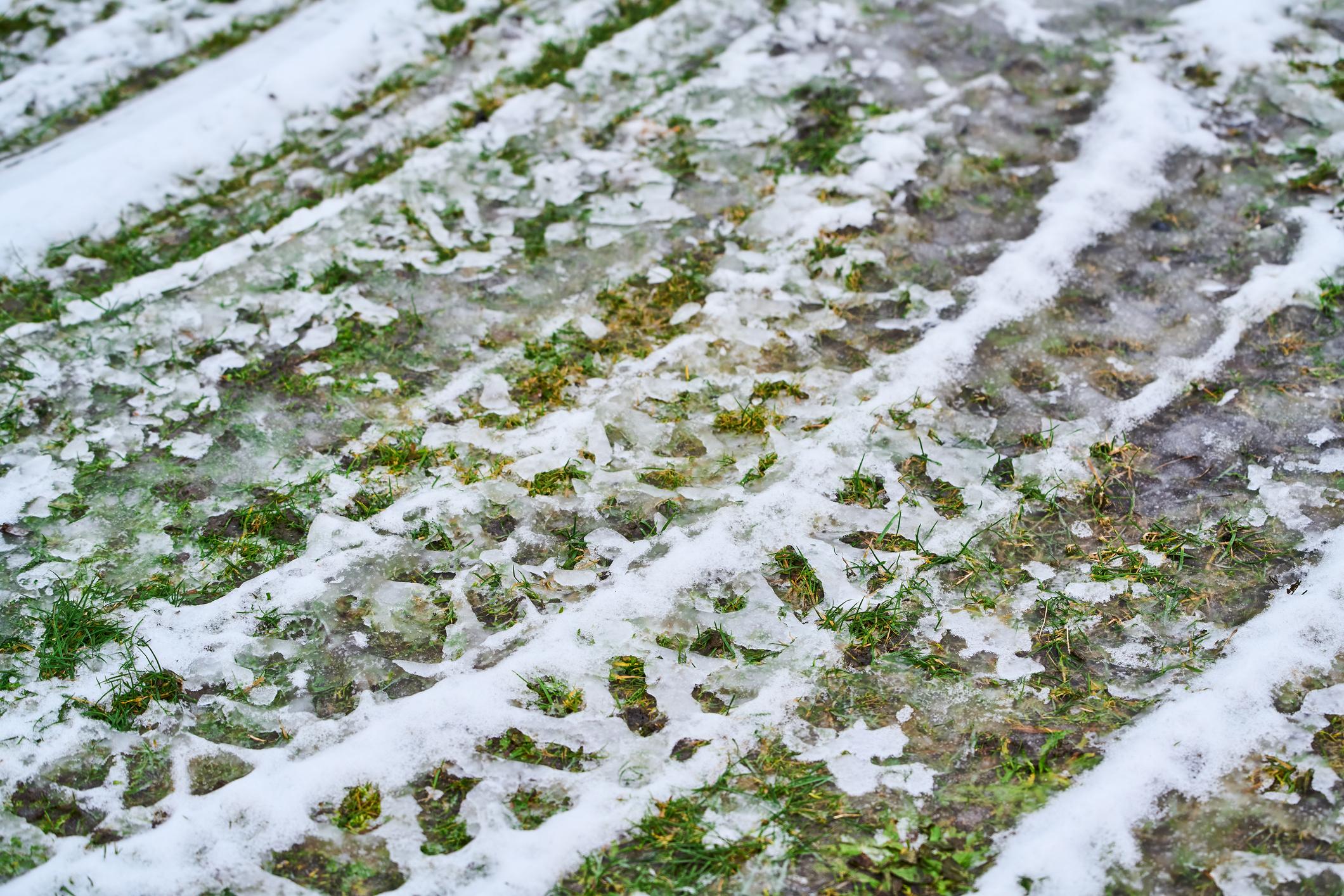 Freeze–thaw cycles affecting an Alberta lawn during a mild winter