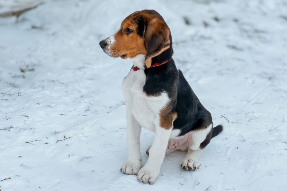 Foot traffic and pet paths causing damage on a frozen winter lawn