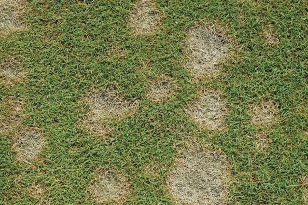 Grass roots and crowns stressed by freeze–thaw cycles in winter